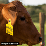 Brinco Fiprotag 210 20 Unidades