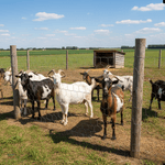 Tela Mangueirão 1,2m Fio 16 grosso