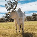Arame Farpado Belgo Rodeio 500 Metros
