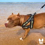 Peitoral Monster Spike Camuflado 50mm Preto 