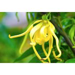 Óleo Essencial de Ylang Ylang 5ml