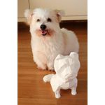 Coton de Tulear - Branco