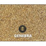 Fulget Genebra