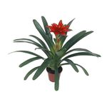 Bromélia Denise Pt14