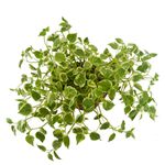 Peperomia Cuia 21