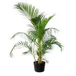 Palmeira Areca