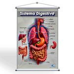 Banner Sala de Aula Sistema Digestivo + Suporte Para Pendurar Grátis 