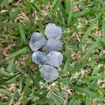 PEDRA BRUTA TOPÁZIO AZUL P – AMOR E SORTE