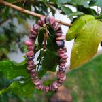 Pulseira de cascalho Pedra Rodonita - Equilíbrio Emocional