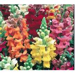 HORTALICA SEMENTE PLATINA BOCA DE LEAO ANAO MAJESTIC SORTIDA 2G