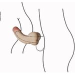 Masturbador masculino Ânus - Formato de Pênis - SI
