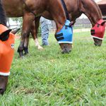 Máscara de Proteção para Cavalos Boots Horse Azul 4892