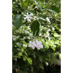 Brinco Argola flor de porcelana