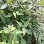 Óleo Essencial de Erva-Baleeira Orgânico - Herbia - 5ml