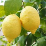 Óleo Essencial de Limão Siciliano | Citrus limon 10 ml