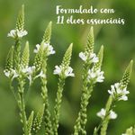 Hidratante Natural Vegano Lippia Alba - Herbia - Caule