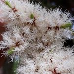 Óleo Essencial de Melaleuca (Tea Tree) Orgânico Herbia - 10ml