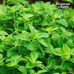 Óleo Essencial de Orégano | Origanum vulgare 10ml