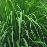 Óleo Essencial Palmarosa Orgânico - Herbia - 10ml
