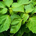 Óleo Essencial de Patchouli | Pogostemon Cablin Herbia