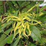 Óleo Essencial de Ylang Ylang | Cananga Odorata Herbia