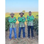 Camiseta Adulto Café no Brasil - Verde