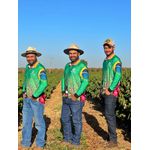 Camiseta Adulto Café no Brasil - Verde