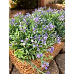 Buquê De Lavanda Berry Lilás Com 6 Hastes Soltas