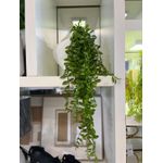 Folhagem Pendente Toque Real Artificial Jardim Arranjo Flor