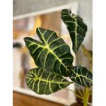 Galho Folhagem Alocasia Artificial P Decoração Real Toque Verde