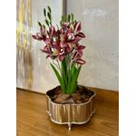 Buque De Orquidea Cymbidium Com 5 Galhos E Folhas Toque Real