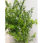 Galho Verde Alecrim Grande Folhagem Artificial P Decoração