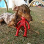 Robozinho Brinquedo Porte Pequeno - Big Bull Pet