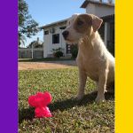 Brinquedo Porte Pequeno Elefante - Big Bull Pet