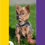 Cartela de Ovo Brinquedo Porte Pequeno - Big Bull Pet