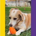 Bola Futebol Americano Brinquedo Porte Médio - Big Bull Pet