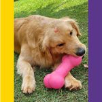 Osso Porte Grande - Big Bull Pet