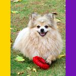 Anel Brinquedo Porte Pequeno - Big Bull Pet