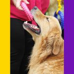 Anel Brinquedo Porte Médio - Big Bull Pet