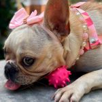 Pote 15 Bolinhas Cravo Porte Pequeno - Big Bull Pet