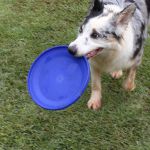 Frisbee Profissional Porte Grande - Big Bull Pet