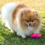 Tartaruga Brinquedo Porte Pequeno - Big Bull Pet 