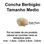 Conchas Marinha Berbigão Média Natural Do Mar C/ Furo 50un