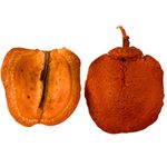 Boca de Sapo c/ furo para Pingente - 1 unidade