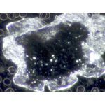 Microscópio Biológico New Quantic trinocular com câmera 4K