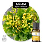 Óleo Absoluto Aglaia - Aglaia Odorata