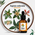 Óleo Absoluto Aglaia - Aglaia Odorata