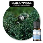 Óleo Essencial CIPRESTE AZUL - BLUE CYPRESS 50ML