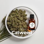 Óleo Essencial ERVA DOS GATOS - CATNIP