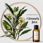 Óleo Essencial Citronela Java - Citronella Java